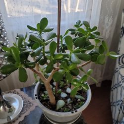 Jade Tree/bush Large Crassula Ovata Bare Root succulent/ Plant/friendship succulent plant/money plant/feng shui plant/ indoor/outdoor DIY

