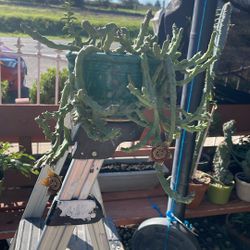 Una planta destapada, necesito lentes