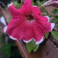Large Pink And White Bicolor Hula Hoop Petunia Flower Plants! Several Colors Available!