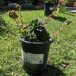 Echeveria amoena Plant