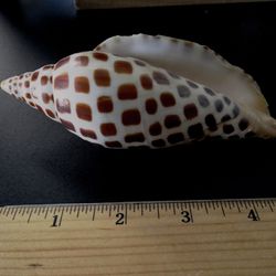 Rare 5” Junonia Shell