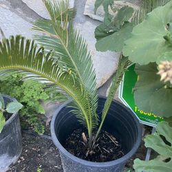 Sago Palms