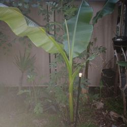 Mature Banana Tree Plant 6+ Ft Tall  (mother Plant Grows Bananas)