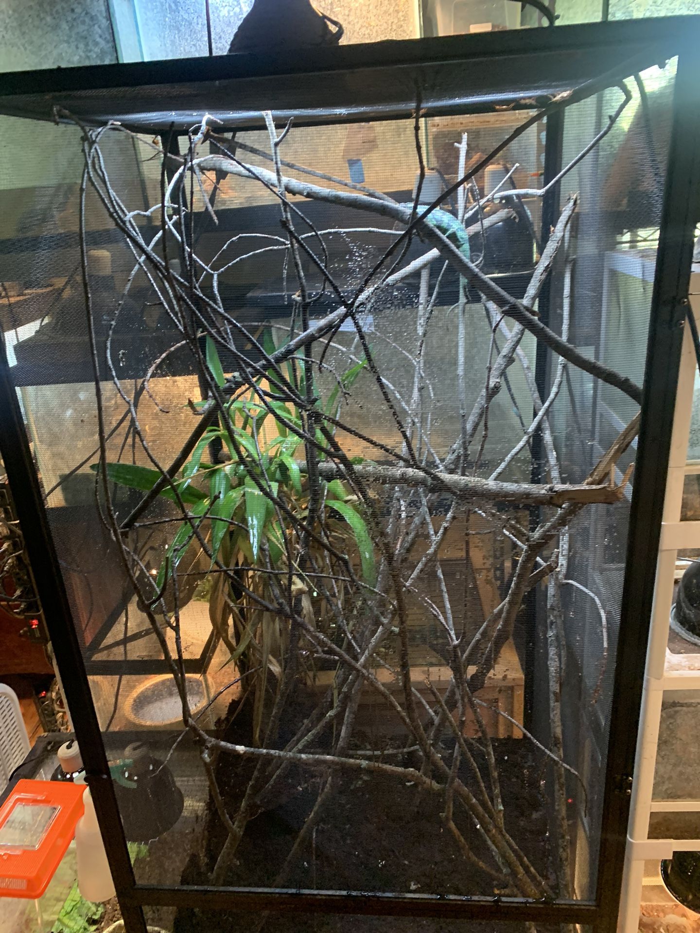 Panther Chameleon Cage Accessories!! $300!!