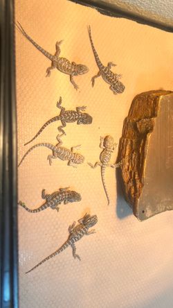 Bearded Dragon enclosure