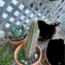 Succulents Cactus For Sale