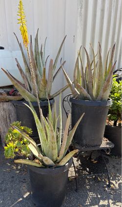 Agave plants in 15 GL containers