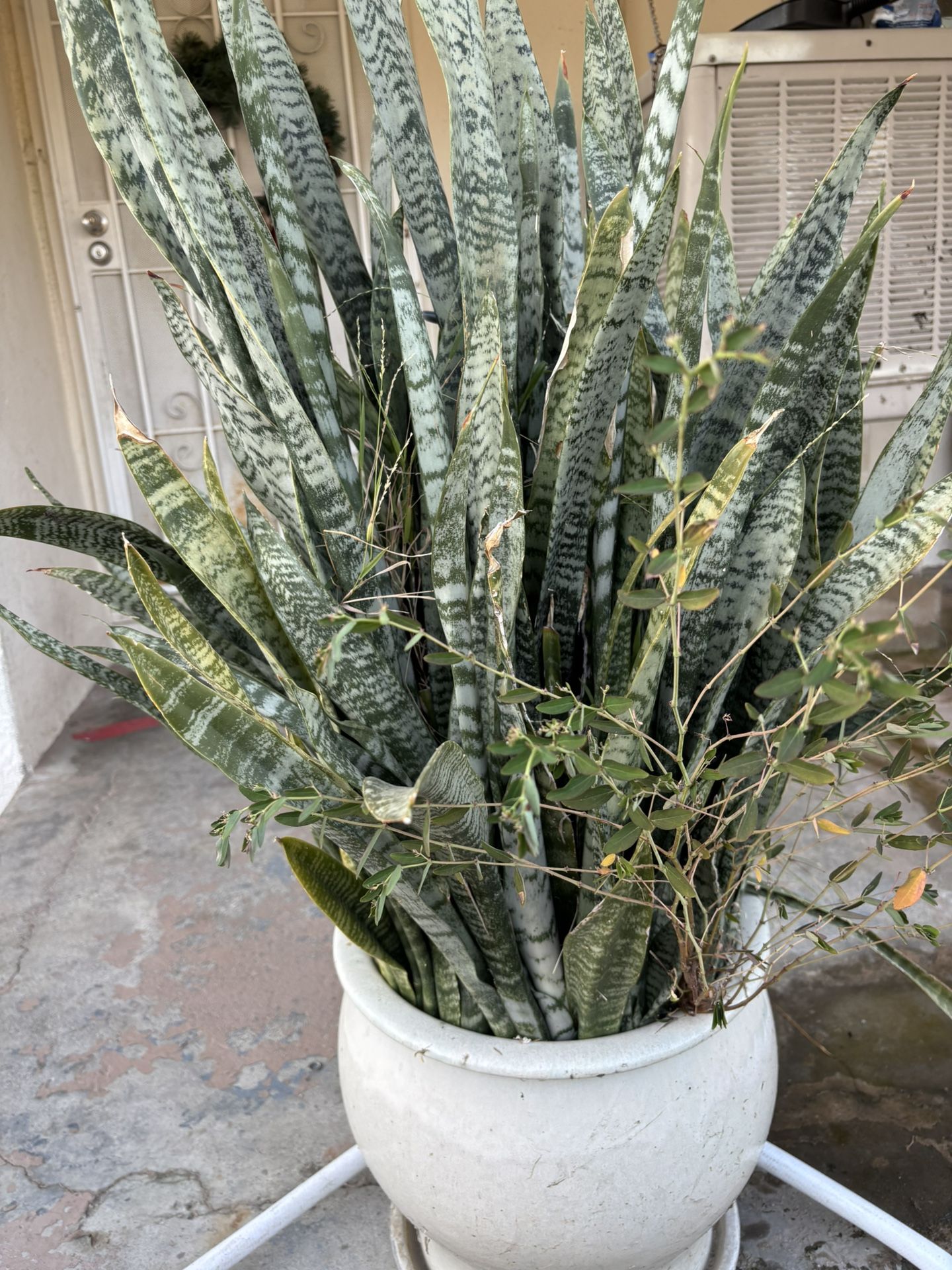 Plants