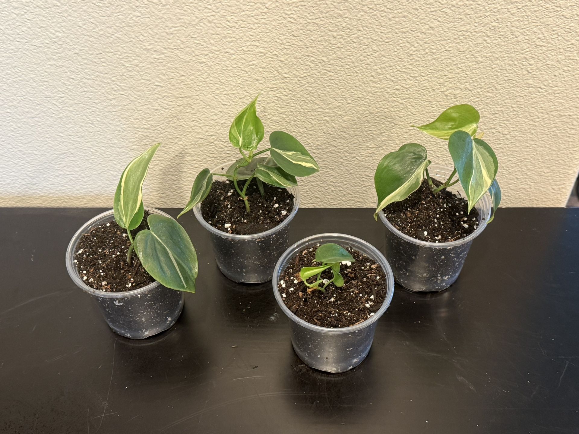 Philodendron Silver Stripe- Plant