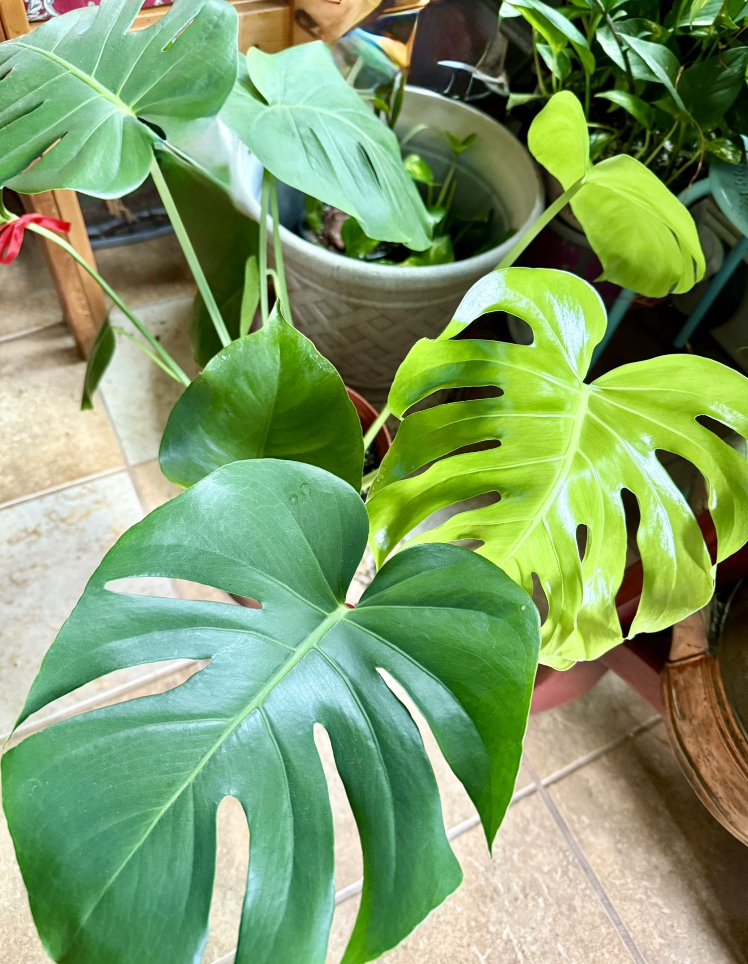 Monstera Plant In Large 3 Gallon Pot