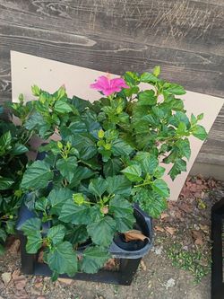 5 Mini Pink Hibiscus Plants