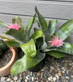 Large pot with 2 Flowering Silver Vase Bromeliads Plants
