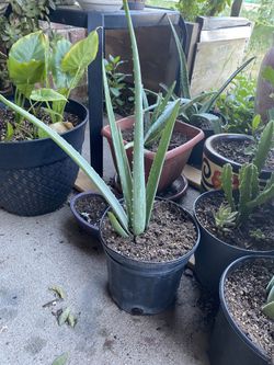 Aloe Vera Medium Size