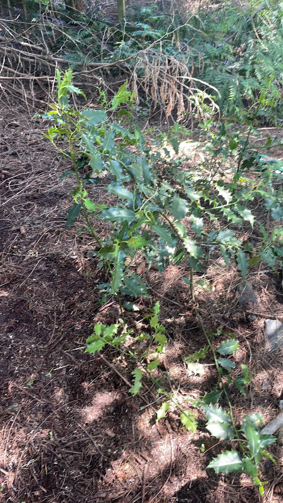 Holly tree