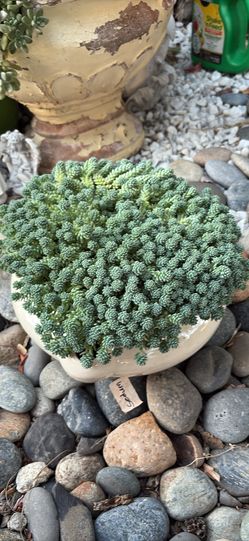 Sedum Plant