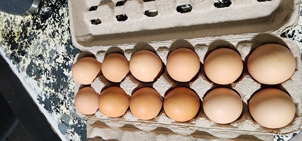 Fresh Eggs