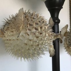 Taxidermy Puffer Fish 