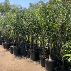 Queen Palm Trees- 15 Gallon Size- Approximately 6-8 Feet Tall 