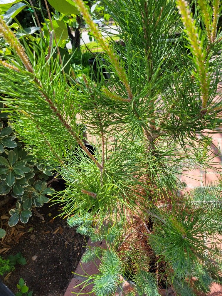 Italian Stone Pine Tree