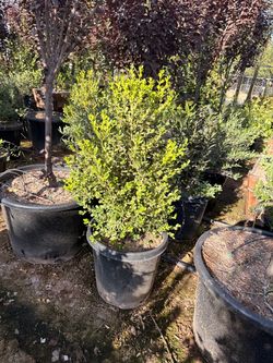 Japanese boxwood 15 gal