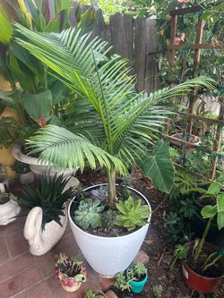 Palm with succulents