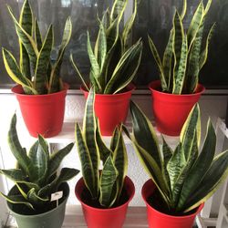 Indoor And Outdoor Plants Airpurifying Plants