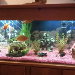 Fish Tank