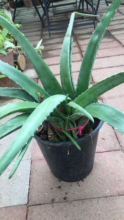 Aloevera Savila