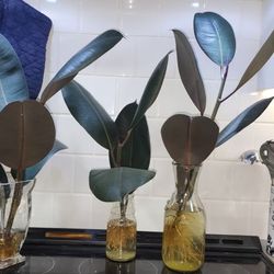 Rubber tree, Ficus elastica 'Burgundy'