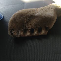 It's A Petrified Lower Jaw Bone With Teeth It's So Light In Weight An It Looks Like It's Porous e And I'm Going To Say That  It's Super Old 