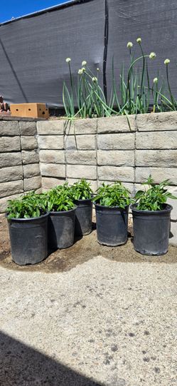 Pepino Melon Plant (人参果树). $20/ea Pot.