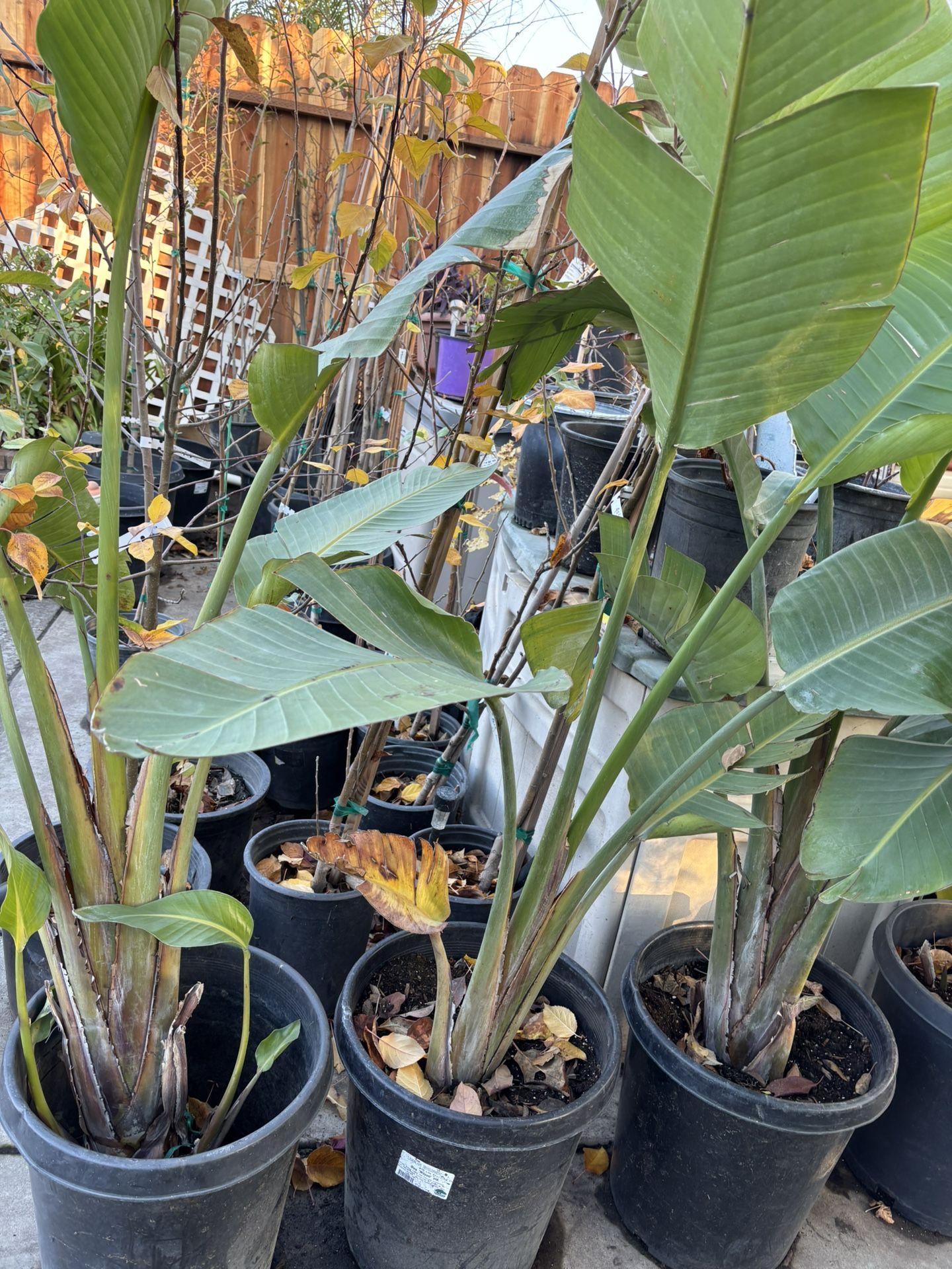 Jumbo Birds Of Paradise