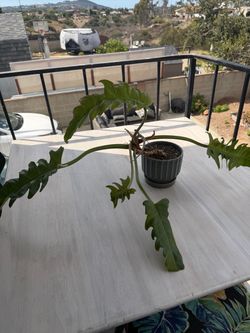 Philodendron