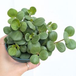 Pepperomia Hope Plant 4" Pot - Indoor House Plants 