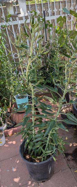 Kalanchoa Mother Of Thousands