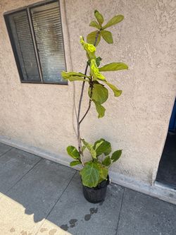 Fiddle Leaf Fig Tree