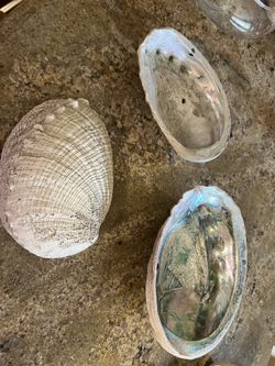 2 Large Abalone Shells, manmade heavy molded shell, check $$ for each 