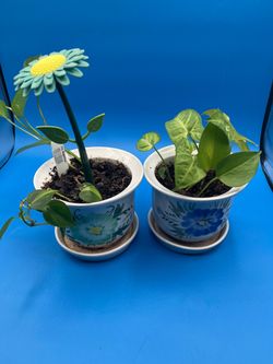 Pothos Epipremnum potted indoor climbing vine