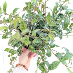 Black Pagoda Lipstick Plant 6" Pot - Indoor House Plants 