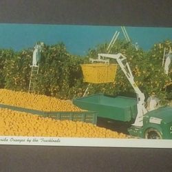 Picking Florida Oranges By The Truckloads Curteichcolor 3-D Natural Color 1960's Unused Post Card Postcard Vintage Collectible PC