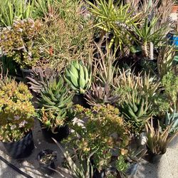 Succulents