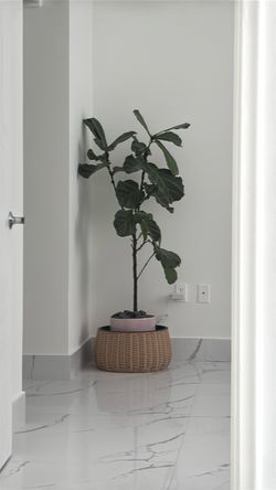 Fig plant