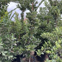 Ligustrum japonicum, Waxleaf Privet Hedges plant, 15gal 