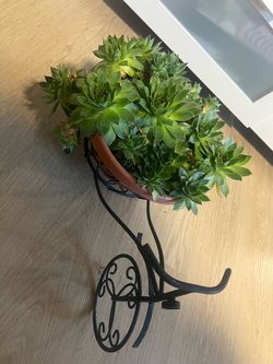 Succulents Plants