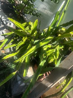 FRESH DRAGON FRUIT 🍎 PLANTS 🌱