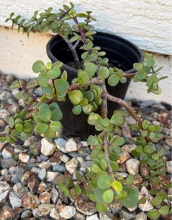 Elephant Bush Suculent