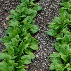 Organic Spinach Plants 