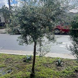 Arbolito De Sombra Olivo 