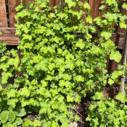 Gooseberry Plant