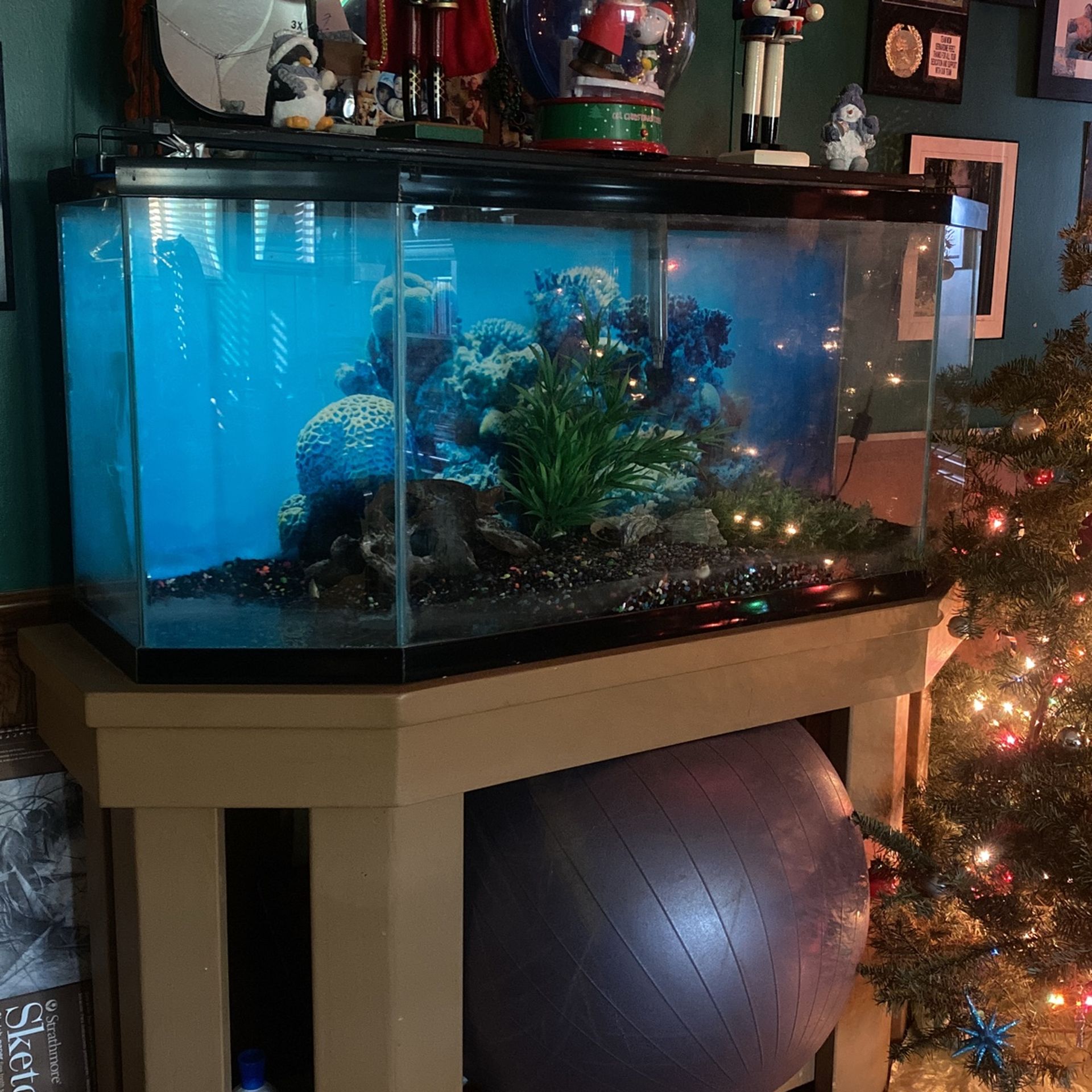 75 gallon Fish Tank